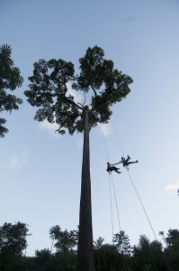 Amazon Treeclimbing