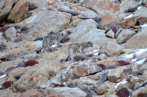 Snow leopards are being sighted more frequently since win-win conservation and ecotourism partnerships have taken hold. Photo: Karma Quest 