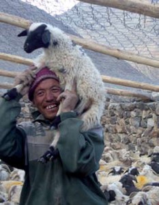 SLC in partnership with locals protecting livestock in exchange for their protecting snow leopards. Photo: SLC