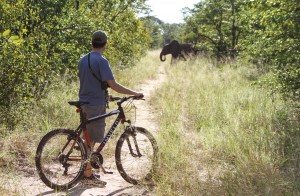 Mountain biking on elephant paths in remote Hwange National Park near Jozibanini Camp