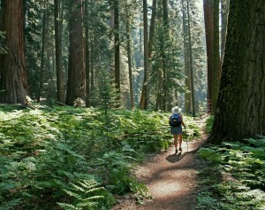 USA_california_Sequoia_NP_hike