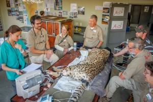 Ultimate Safaris guests can participate in big cat conservation at the AfriCat Foundation in Namibia