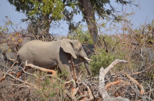 Observing elephants
