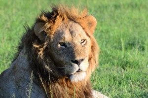Lion_Kenya_(C)WorldAnimalProtection
