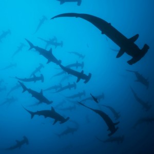 wicked-adventures-hammerhead-shark-diving