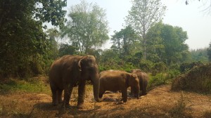 2. Roaming elephants at an Elephant Camp