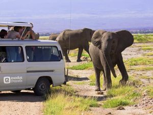 "Amazing morning light in savannah on Safari with elephant saying halo, Amboseli NP, Kenya, East Africa."