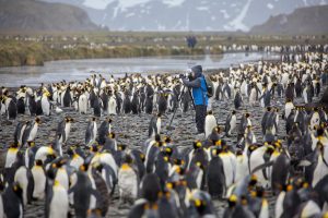photographer-with-king-penguins-on-south-georgia-michael-baynes-aurora-expeditions