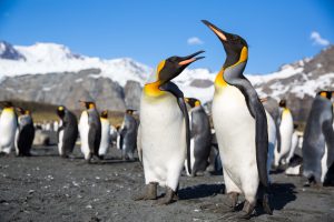 kind-penguins_south-georgia_michael-baynes