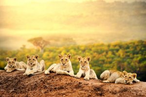 Lion cubs waiting together